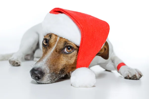 Pes oblečený jako santa — Stock fotografie