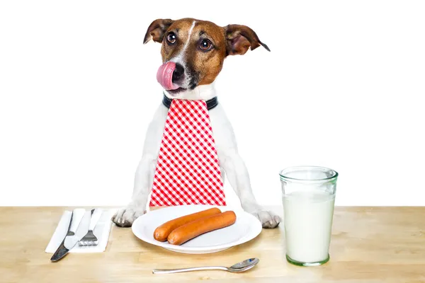 Собака за столом — стоковое фото