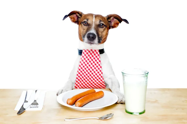Hund am Tisch — Stockfoto