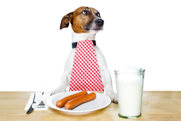 Pies w tabeli — Zdjęcie stockowe