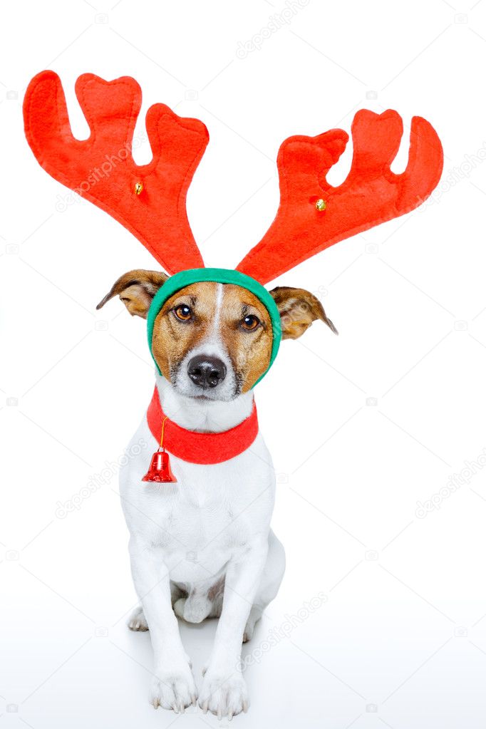Dog dressed up as deer