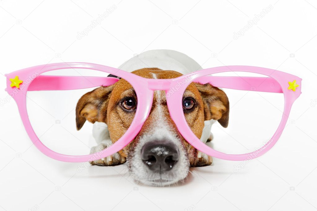 Dog with funny glasses