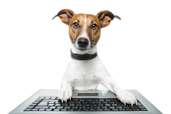 狗电脑 — 图库照片