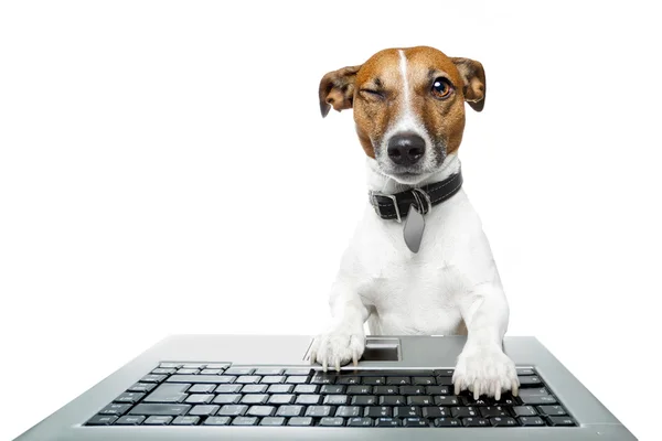 Собака комп'ютера — стокове фото