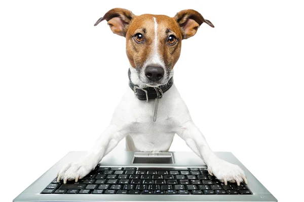 Köpek Bilgisayarı — Stok fotoğraf