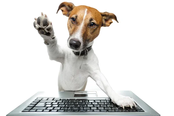 Komputer dla psów — Zdjęcie stockowe