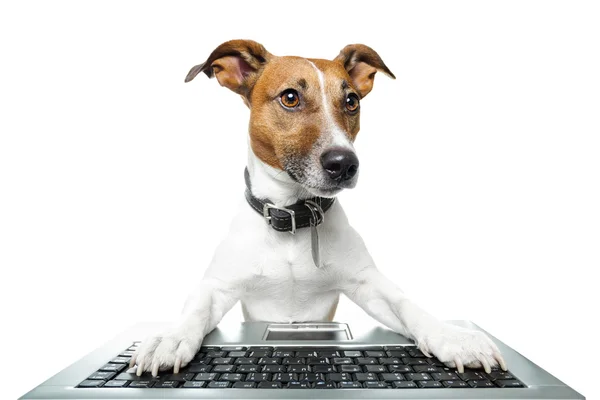 Dog computer — Stock Photo, Image