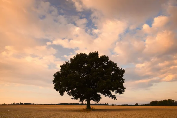 Ensamt träd — Stockfoto