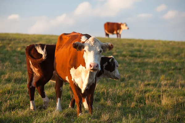 stock image The cows