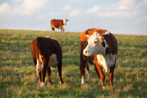 stock image The cows