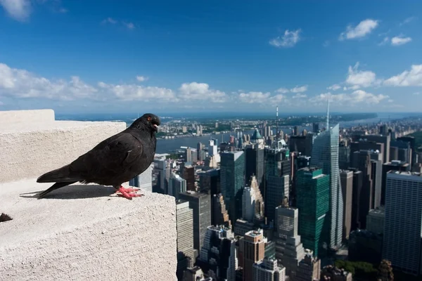On the skyscrapers — Stock Photo, Image