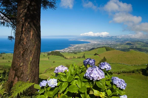 Azori-szigetek - sao miguel — Stock Fotó