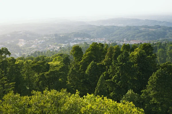 stock image Bussaco forest