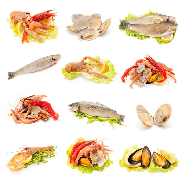 Shellfish and fish — Stockfoto