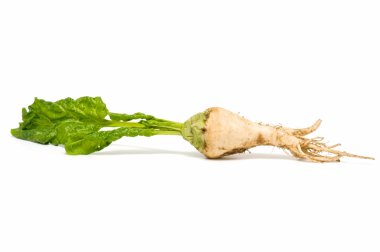 Sugar beet clipart