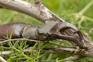 Stag beetle