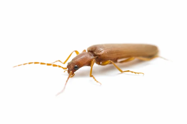 Bruin kakkerlak — Stockfoto