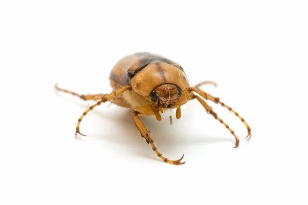 茶色のゴキブリ — ストック写真