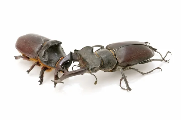 Escaravelho-das-estacas e escaravelho-rinoceronte — Fotografia de Stock