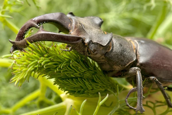 Stag beetle — Zdjęcie stockowe