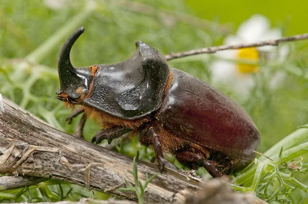 Escarabajo rinoceronte —  Fotos de Stock