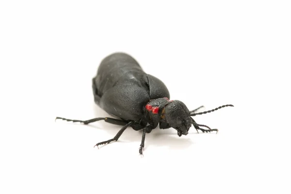 Besouro formiga — Fotografia de Stock