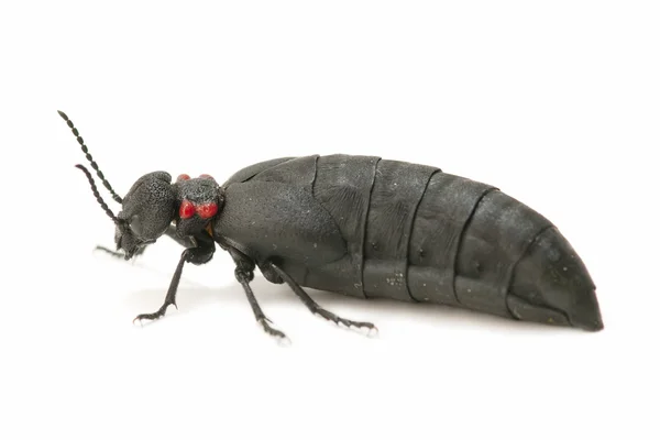 Escarabajo hormiguero —  Fotos de Stock