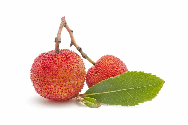 stock image Arbutus