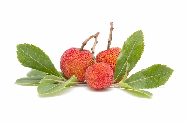 stock image Arbutus