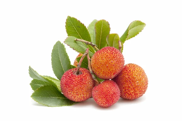 stock image Arbutus