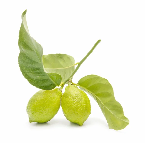 stock image Fresh lemon