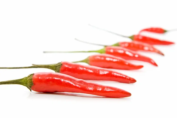 Kryddig paprika — Stockfoto