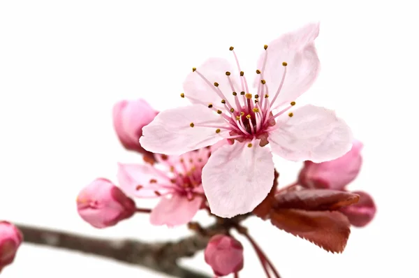 stock image Fruit tree flower