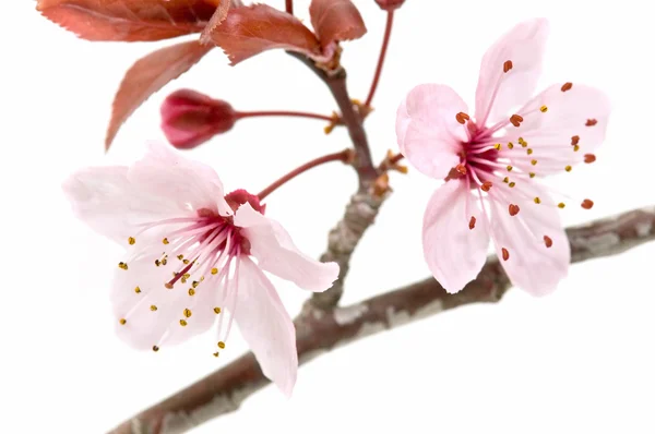 stock image Fruit tree flower