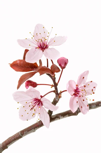 stock image Fruit tree flower