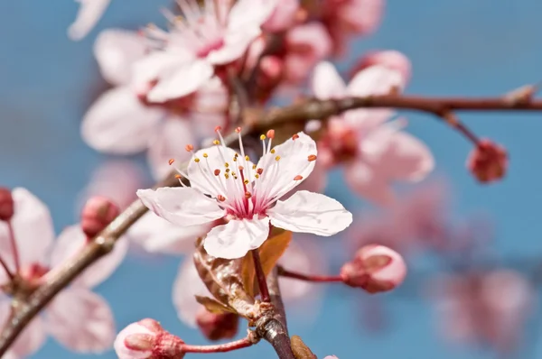 stock image Fruit tree flower