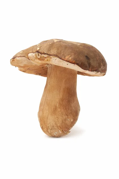 Sezónní houby — Stock fotografie