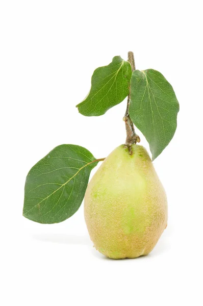 stock image Fresh quince