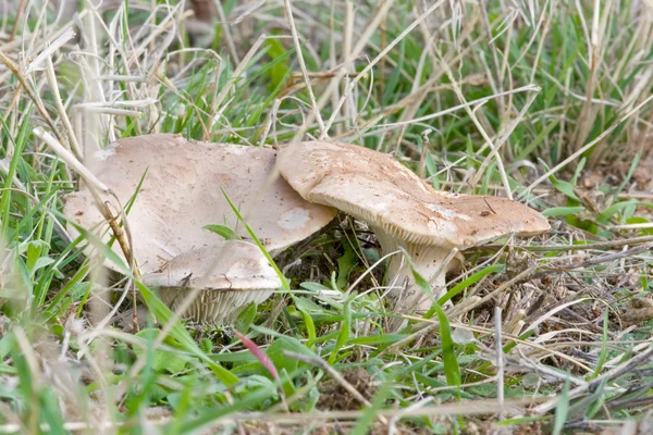 Cogumelos sazonais — Fotografia de Stock