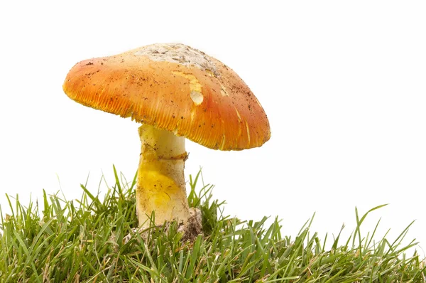 季节性蘑菇 — 图库照片