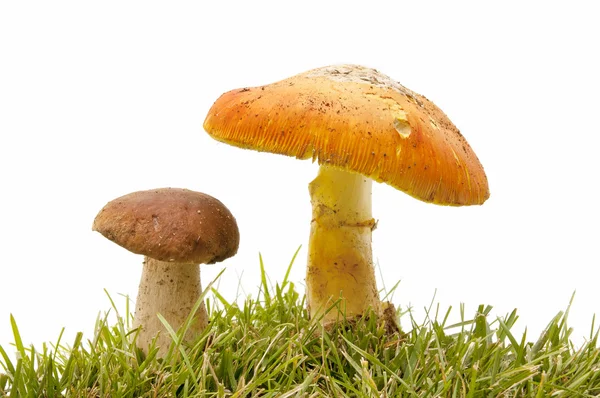Seasonal mushrooms — Stock Photo, Image
