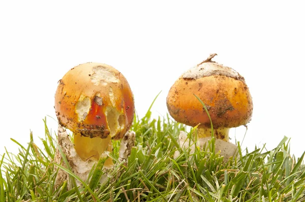 계절 버섯 — 스톡 사진