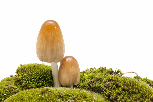계절 버섯 — 스톡 사진