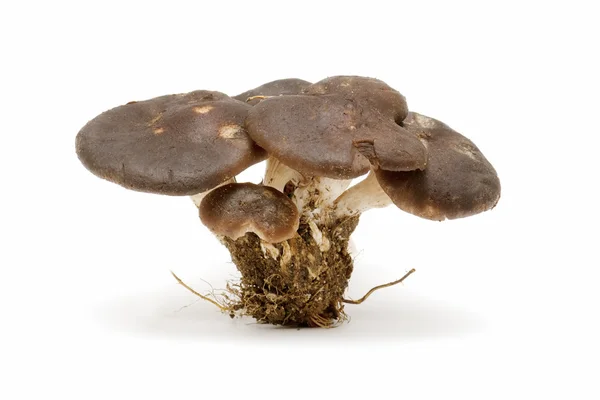 季节性蘑菇 — 图库照片