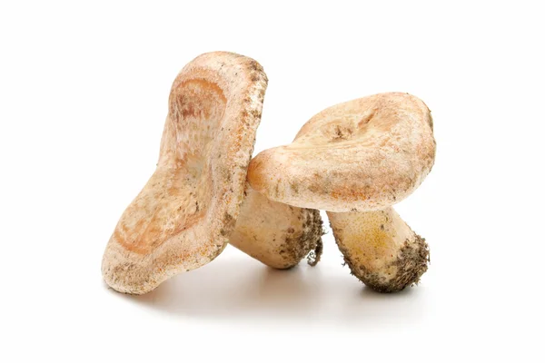 Сезонные грибы — стоковое фото
