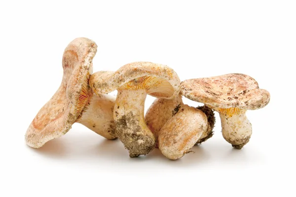 Сезонные грибы — стоковое фото