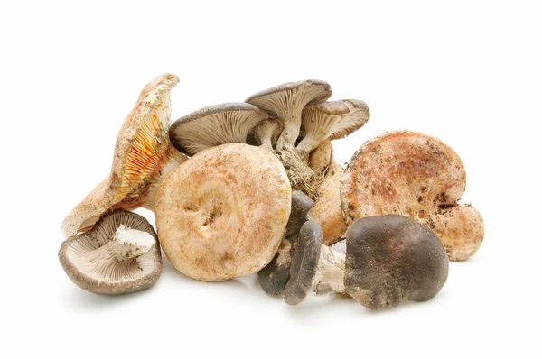 Sezónní houby — Stock fotografie