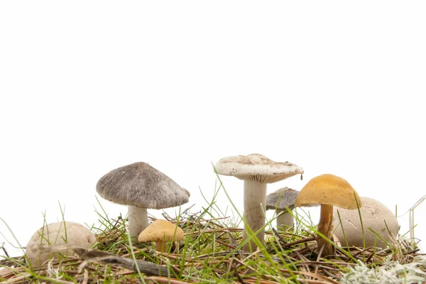 Seasonal mushrooms — Stock Photo, Image