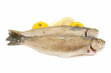 Wild trout clipart