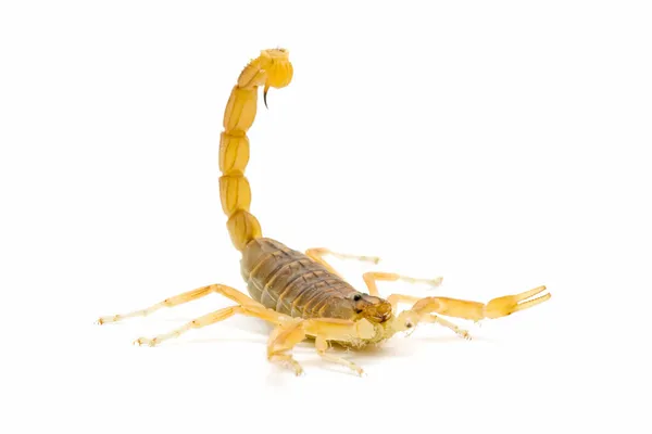 Escorpión — Foto de Stock